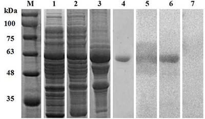 Evaluation of an Indirect ELISA Using Recombinant Arginine Kinase for Serodiagnosis of Psoroptes ovis var. cuniculi Infestation in Rabbits